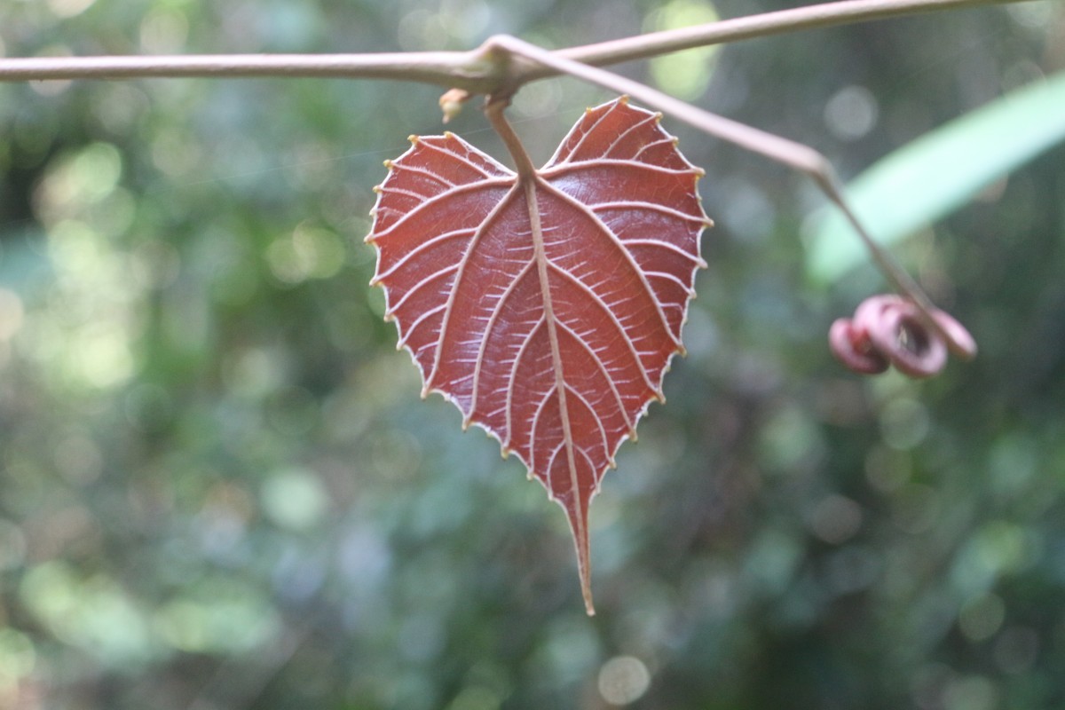 Ampelocissus indica (L.) Planch.